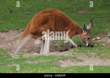 Kangourou rouge, Macropus rufus Banque D'Images