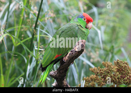 L'amazone à couronne rouge à la recherche d'un trou d'arbre Amazona viridigenalis Banque D'Images