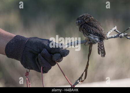 , Chevêchette naine (Glaucidium gnoma). L'éducation avec des animaux blessés Wildlife Rescue Inc., Nouveau Mexique. Banque D'Images