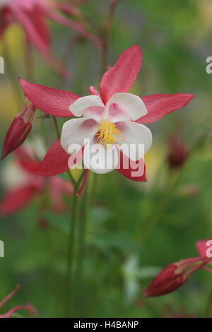 Columbine Aquilegia caerulea bleue du Colorado Banque D'Images