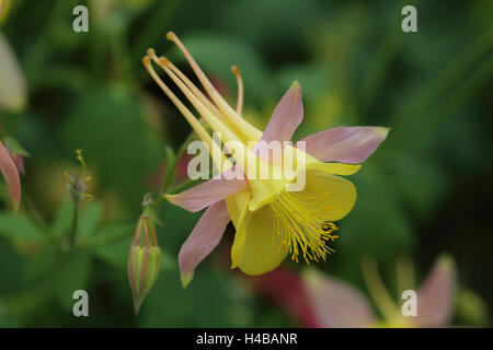 Columbine Aquilegia caerulea bleue du Colorado Banque D'Images