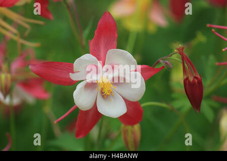 Columbine Aquilegia caerulea bleue du Colorado Banque D'Images