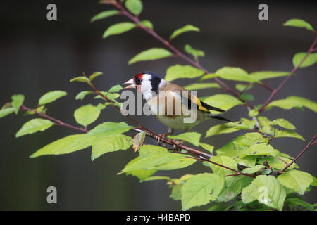 Chardonneret perché sur une cuvette potable dans la neige, Carduelis carduelis Banque D'Images