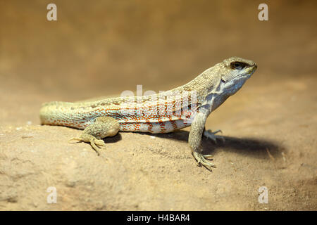 Bouclés à flancs rouges, le lézard Leiocephalus schreibersii Banque D'Images