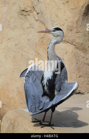 Héron cendré Héron cendre, soleil, Ardea cinerea Banque D'Images