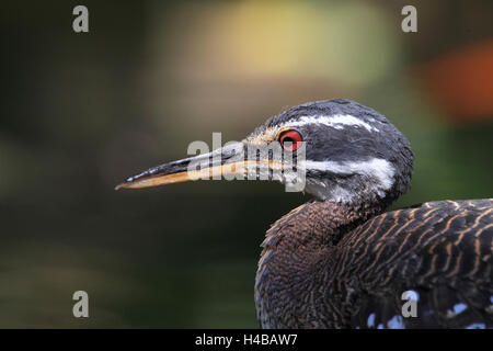 Sunbittern, Eurypyga helias Banque D'Images