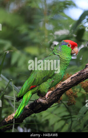 L'amazone à couronne rouge à la recherche d'un trou d'arbre Amazona viridigenalis Banque D'Images