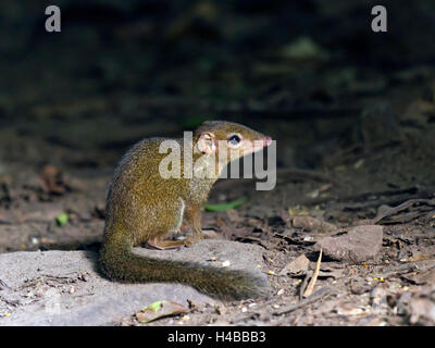 Passereau commun (Dicaeum glis), Parc national de Kaeng Krachan, Phetchaburi, Thailand Banque D'Images