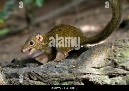 Passereau commun (Dicaeum glis) avec la bouche ouverte, le parc national de Kaeng Krachan, Phetchaburi, Thailand Banque D'Images