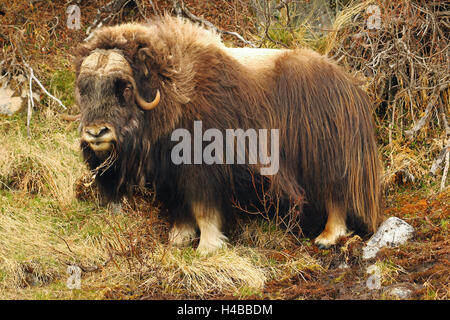 Le boeuf musqué (Ovibos moschatus) dans la toundra du Dovrefjell Sunndalsfjella Parc National, Norvège Banque D'Images