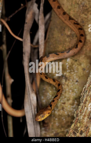 Aux yeux de chat-snake (leptodeira septentrionalis) glisser d'un arbre, district de Corozal, Belize Banque D'Images