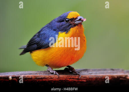 Petit à gorge jaune (euphonia euphonia hirundinacea), coloré, Cayo District, Belize Banque D'Images