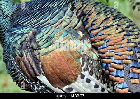 Ocellated turquie (meleagris ocellata), coloured feathers, Orange Walk District, Belize Banque D'Images