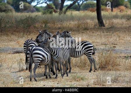 Groupe de zèbres (Equus quagga), Parc national de Tarangire, Tanzanie Banque D'Images