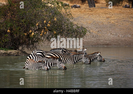Zèbres (Equus quagga) debout dans l'eau potable et à un étang, parc national de Tarangire, Tanzanie Banque D'Images