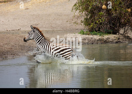 Jeune zèbre Des Plaines (Equus quagga) courir hors de l'eau, Parc national de Tarangire, Tanzanie Banque D'Images