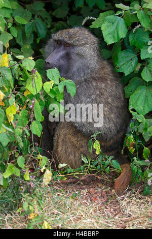 Un babouin olive (Papio anubis) assis dans les buissons, le cratère du Ngorongoro Serengeti National Park, Tanzania Banque D'Images