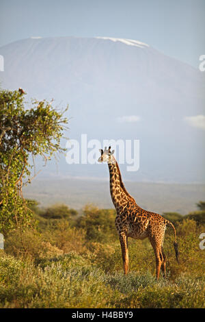 Girafe (Giraffa camelopardalis), avec le Mont Kilimandjaro, le Parc national Amboseli, Kenya, comté de Kajiado Banque D'Images