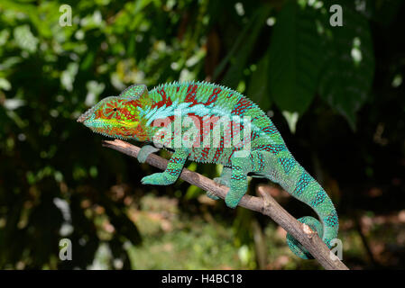 Caméléon panthère mâle (Furcifer pardalis), dans les plantations de cacao d'Ambanja dans le nord-ouest de Madagascar, Madagascar Banque D'Images