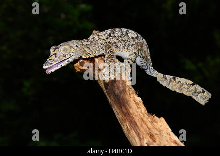 Gecko à queue plate (Uroplatus gigantaeus), Sitting on branche dans la forêt tropicale, Montagne d'Ambre, dans le nord de Madagascar Banque D'Images