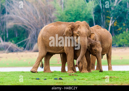 Famille d'éléphants d'Asie ou d'éléphants indiens (Elephas maximus), de la rivière Donets, Parc National de Nagarhole, Karnataka, Inde Banque D'Images