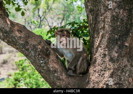 Macaque Rhésus (Macaca mulatta) assis dans l'arbre, et le Parc National de Mudumalai Wildlife Sanctuary, Tamil Nadu, Inde Banque D'Images