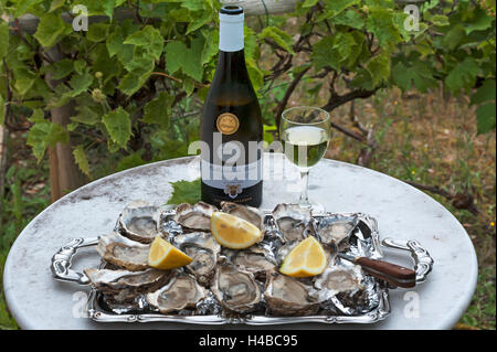 Des huîtres (Ostreidae) avec du citron et un couteau à huîtres sur un bac, vin blanc, vigne, Vandée, côte Atlantique, France Banque D'Images