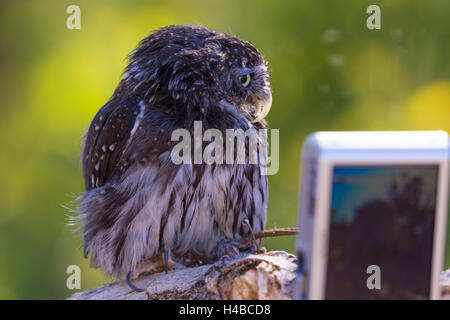 , Chevêchette naine (Glaucidium gnoma). L'éducation avec des animaux blessés Wildlife Rescue Inc., Nouveau Mexique. Banque D'Images