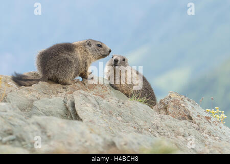 Les jeunes marmottes (Marmota marmota) assis sur un rocher, Haut Tauern, Carinthie, Autriche Banque D'Images