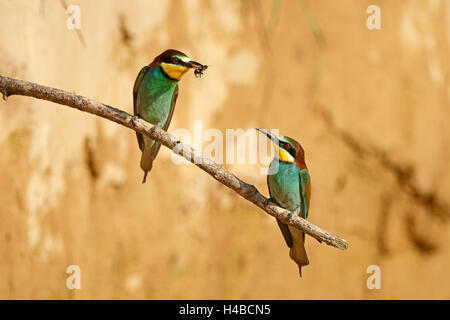 Des guêpiers (Merops apiaster) avec les insectes assis sur une branche en face du mur de nidification, Rhénanie-Palatinat, Allemagne Banque D'Images