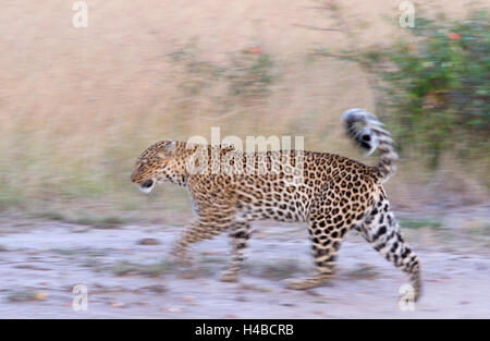 Leopard (Panthera pardus) dans la savane, Masai Mara, Kenya Banque D'Images