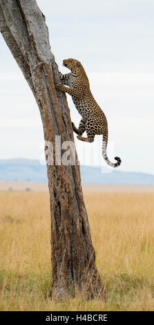 Leopard (Panthera pardus), grimpant sur arbre dans la savane, Masai Mara, Kenya Banque D'Images