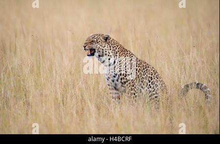 Leopard (Panthera pardus), femme dans la savane, Masai Mara, Kenya Banque D'Images