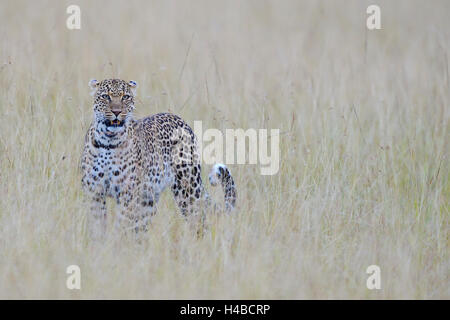 Leopard (Panthera pardus) dans la savane, Masai Mara, Kenya Banque D'Images