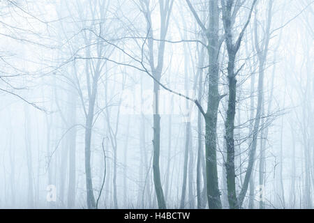 Allemagne (Saxe-Anhalt), la forêt de feuillus avec du brouillard et du givre Banque D'Images