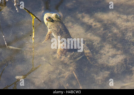 Jeune américaine (Lithobates catesbeianus grenouille taureau,), Rio Grande Nature Center State Park, Albuquerque, Nouveau Mexique, USA. Banque D'Images