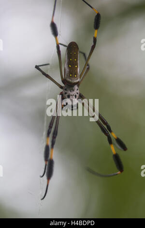 Globe Doré-web spider dans l'araignée Banque D'Images