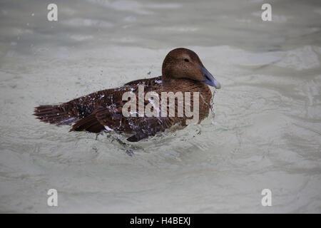 Femelle de l'Eider à duvet (Somateria molissima, baignade, Banque D'Images