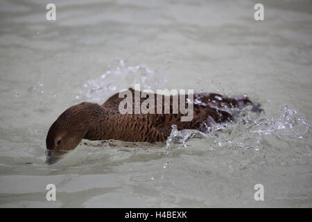 Femelle de l'Eider à duvet (Somateria molissima, baignade, Banque D'Images