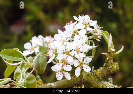 Apple Blossom, close-up Banque D'Images