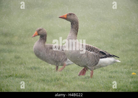 Greylag Goose / Graugans ( Anser anser ), couple, marchant sur une prairie, dans de fortes pluies printanières, mauvais temps, Allemagne, faune, Europe. Banque D'Images