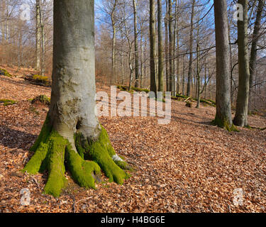 Beech Tree au début du printemps, les forêts naturelles Réserver Eichhall, Spessart, Bavaria, Germany Banque D'Images