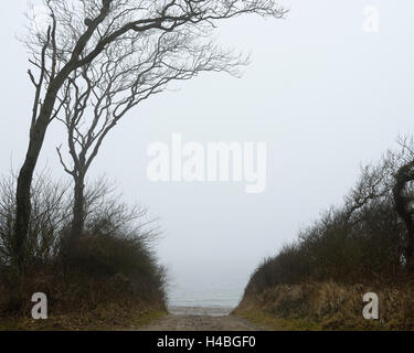 Chemin trop Mer Baltique à brouillard, Nienhagen, Bad Doberan, mer Baltique, Bade-Wurtemberg, Allemagne Banque D'Images