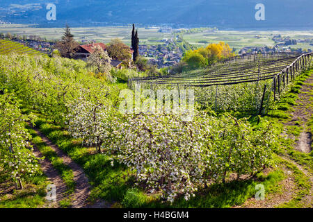 Apple Blossom au Tyrol du Sud Banque D'Images