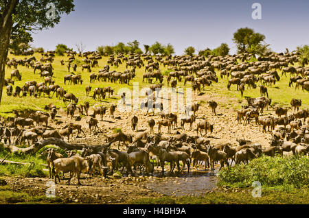 L'Afrique, Afrique de l'Est, la Tanzanie, le Serengeti, la faune, les gnous, Banque D'Images