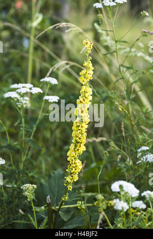 Prairie, fleurs sauvages, noir grande molène, Schafgarbe, Banque D'Images