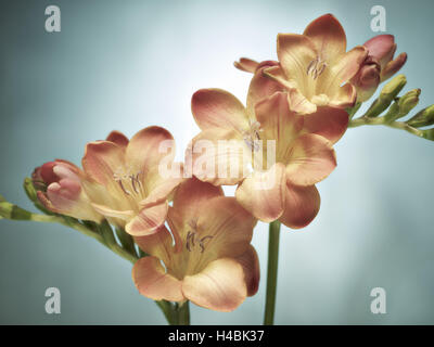 Freesia, fleur, fleurs, bourgeons, still life, rose, jaune, bleu, Banque D'Images