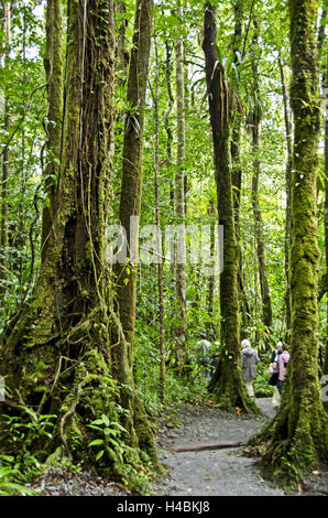 Dans les Caraïbes, la Dominique, Parc national du Morne Trois Pitons, Banque D'Images