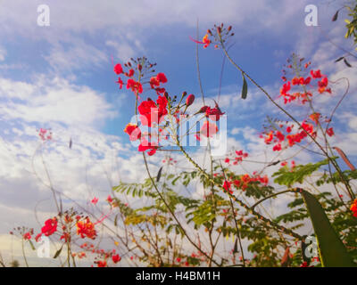 Poinciana, fleur de paon, oiseau de paradis rouge, oiseau de paradis mexicain, nain poinciana, fierté de la Barbade, des flamboyants,-de-jar Banque D'Images