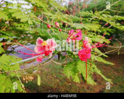 Poinciana, fleur de paon, oiseau de paradis rouge, oiseau de paradis mexicain, nain poinciana, fierté de la Barbade, des flamboyants,-de-jar Banque D'Images